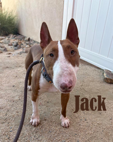 Jack
